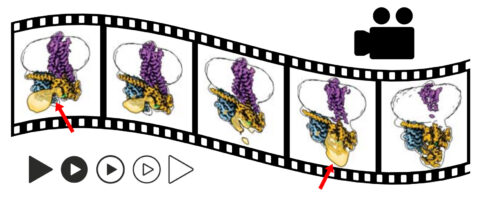 The researchers froze the complex consisting of receptor (purple) and G-protein (yellow and blue) at different times after activation. Under the microscope, they obtained a series of still images which enabled them to track the molecular changes during the activation step by step. The shown extract from this sequence shows, for example, how part of the G-protein (yellow) folds over the hinge (red arrow) further and further until the opening closes. (Image: FAU / Stefan Löber)